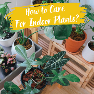 How to Care For Indoor Plants?