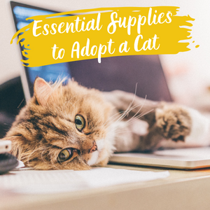 Essential Supplies to Adopt a Cat